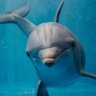 The Orlando Fins Fan's profile picture