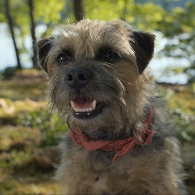 Strays's profile picture