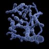 microzyma's profile picture