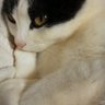 ミケちゃん profil fotoğrafı