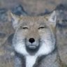 V.N./1971's profile picture