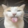 Silly Cats ็ๅคดๅ