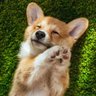 Doggo Sports Takes's profile picture