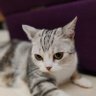 B哥哥備號 profil fotoğrafı