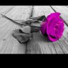 الحارثي's profile picture