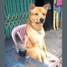 Фото профиля Shiawasena Inu