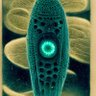 Protocluster's profile picture