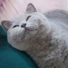 Piyu's profile picture