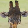 きりん🦒cv東山奈央。 profil fotoğrafı