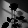 Фото профиля Thailan