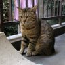 Profilbild von 雉猫