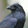 C.R.O.W 🐦‍⬛🐦‍⬛🐦‍⬛'s profile picture