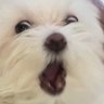GG's profile picture