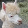 mikan profil fotoğrafı