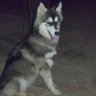 elite dog center profil fotoğrafı