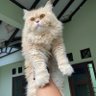 CKG 的头像