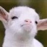 Profilbild von Teo