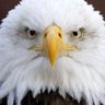 Фото профиля Freedom Chicken