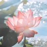 温温柔柔 的头像
