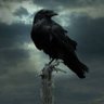 Corvo Corvilineo ⬛ 🟨 ⬜️'s profile picture