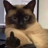 kittywuuu's profile picture