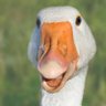 Profilbild von Big Silly Goose