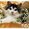 kumiko profil fotoğrafı