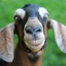 Goats 的头像