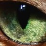 Brutforce's profile picture