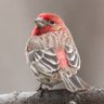 Karl Finch's profile picture