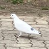 とり profil fotoğrafı