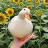 Ducksworth 的头像
