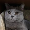 テトテト's profile picture
