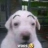 brayan 🇨🇴🐕's profile picture