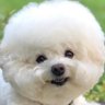 dog eat's profile picture