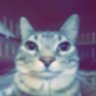 Tyler James profil fotoğrafı