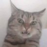 TyphMemo's profile picture