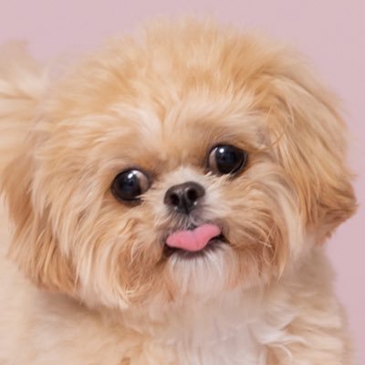 キアヌ💭きょとん顔のペキプー's profile picture