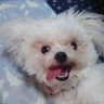 Фото профиля 私は犬です