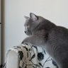 Betülnihal's profile picture