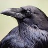 Crow OLÓGUN 的头像