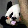 Profilbild von xiaohuafen
