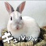 B-CHAN(びーちゃん)'s profile picture