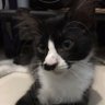 Bangkit profil fotoğrafı