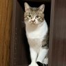 Profilbild von 三毛猫