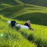 🧸Heng’s☀️🐰 profil fotoğrafı