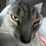 ThereWillBeCat⚘ 的头像