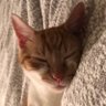 Daily Cat Videos 的头像