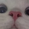 و.'s profile picture
