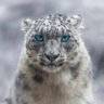 Mehmet's profile picture